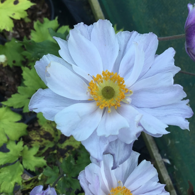 Anemone rupicola 'Frilly Knickers'