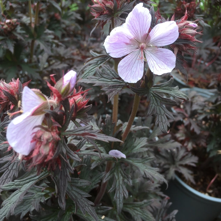 Geranium 'Black and White