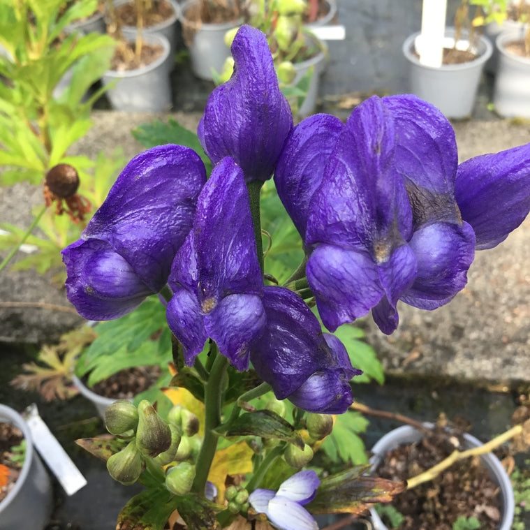 aconitum fischeri