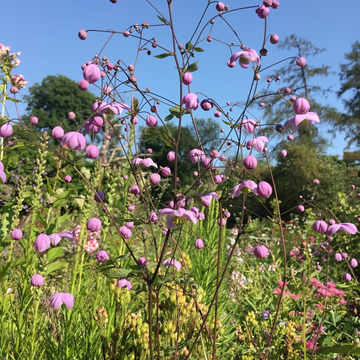 Thalictrum 'Splendide'