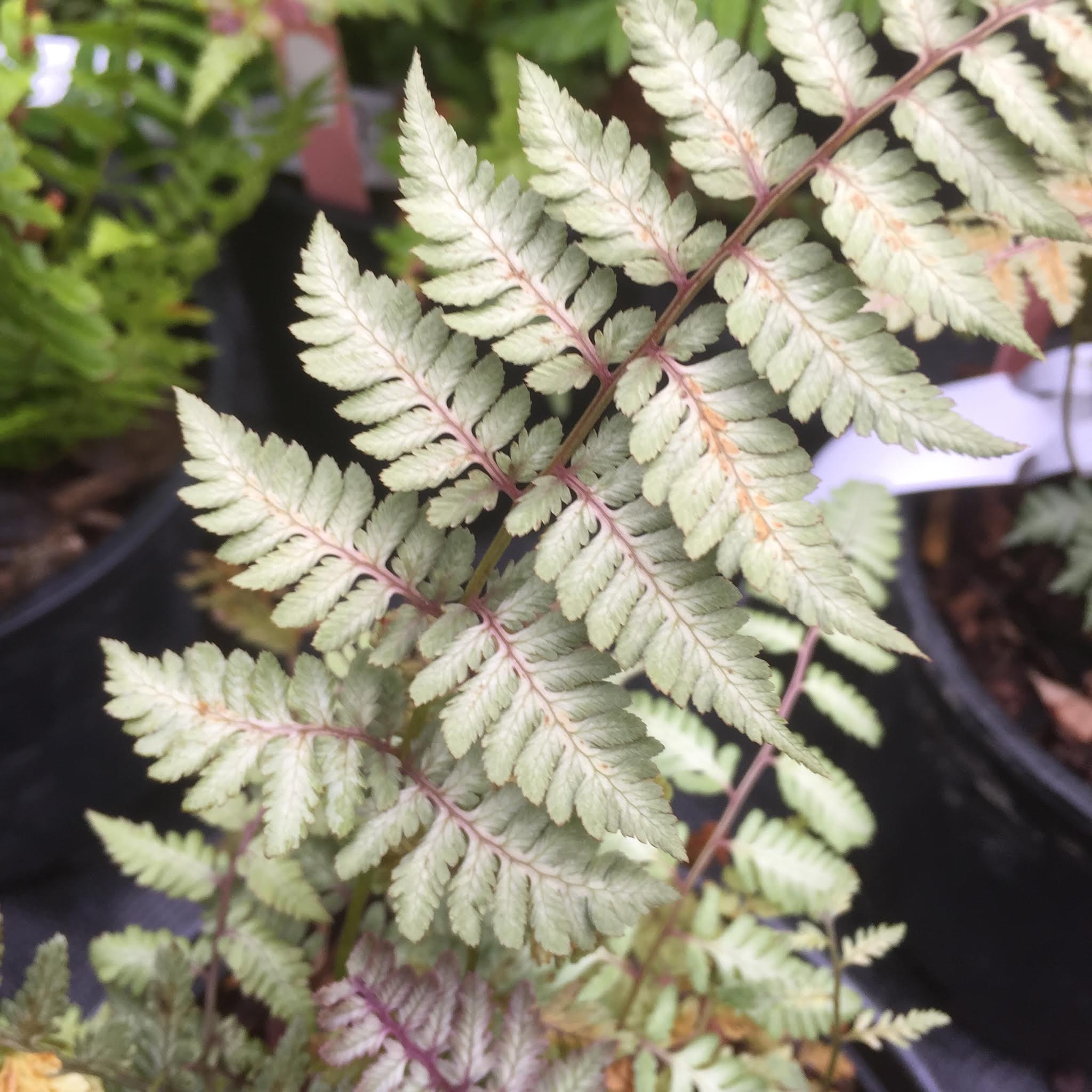 Athyrium nipponicum 'Silver Falls'  (Hardy fern)