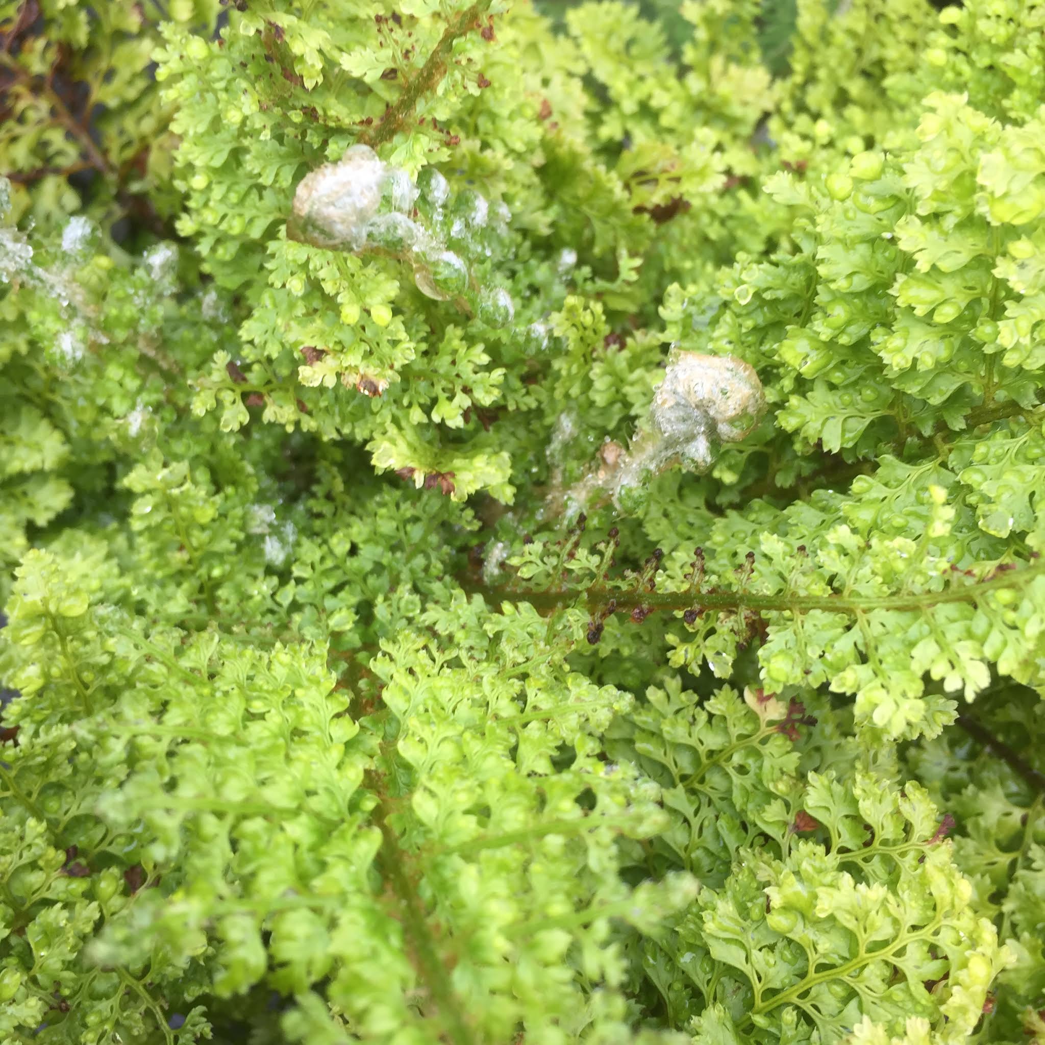 Polystichum setiferum plumoso-densum (Hardy fern) A habitat for birds & small mammals