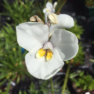 Diplarrena latifolia