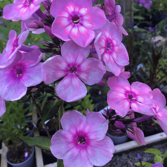 Phlox paniculata 'Rainbow Dancer'