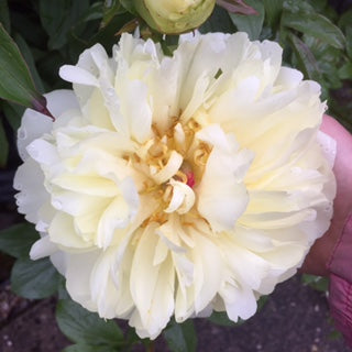 Paeonia 'Lemon Chiffon'
