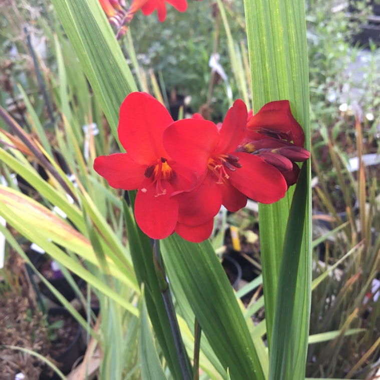 Crocosmia 'Walberton Miss Scarlet'
