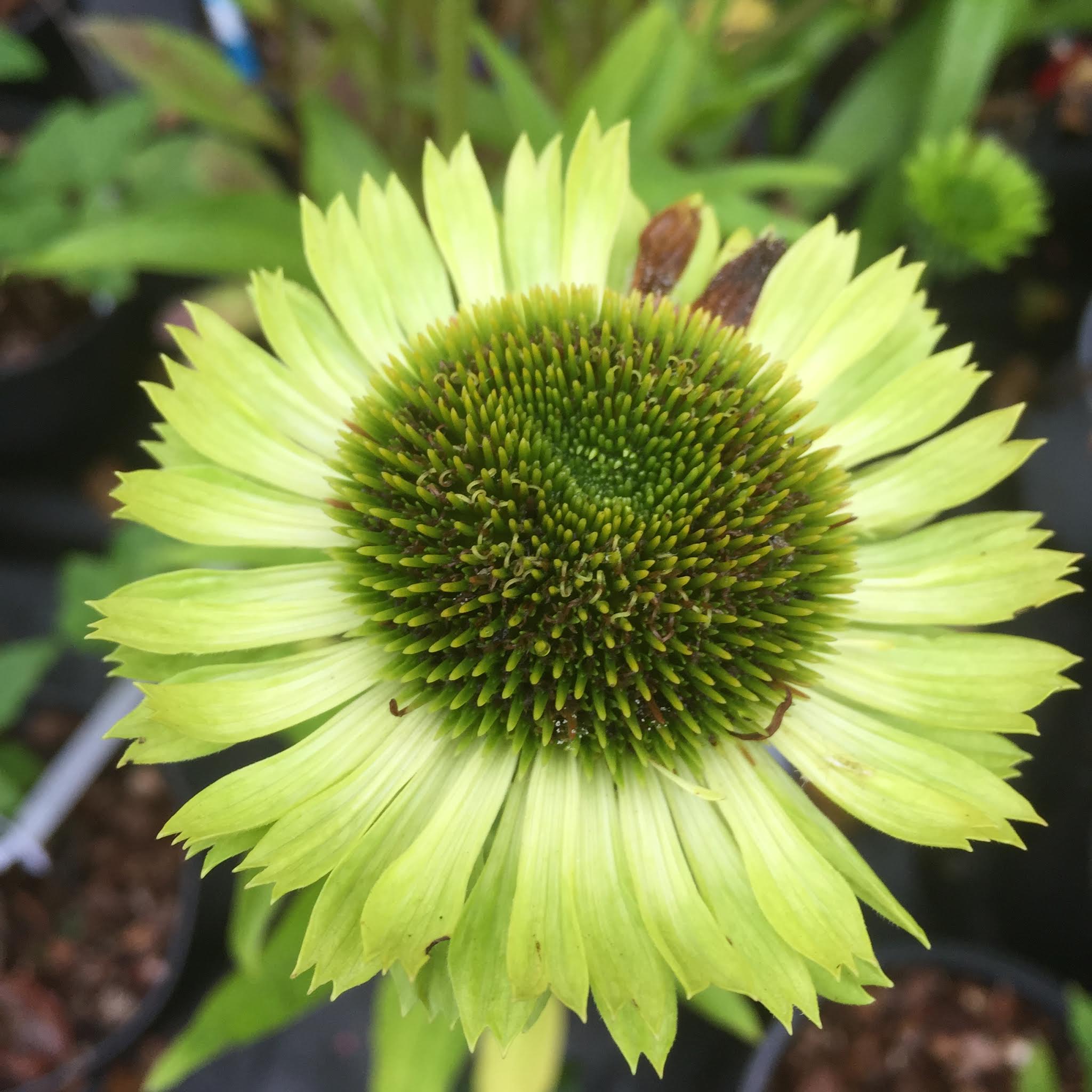 Echinacea purpurea ‘Green Jewel’