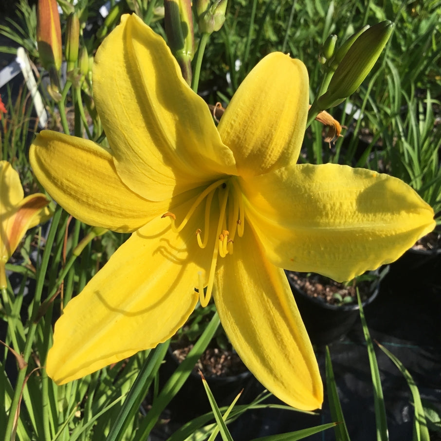 Hemerocallis 'Lemon Bells' AGM