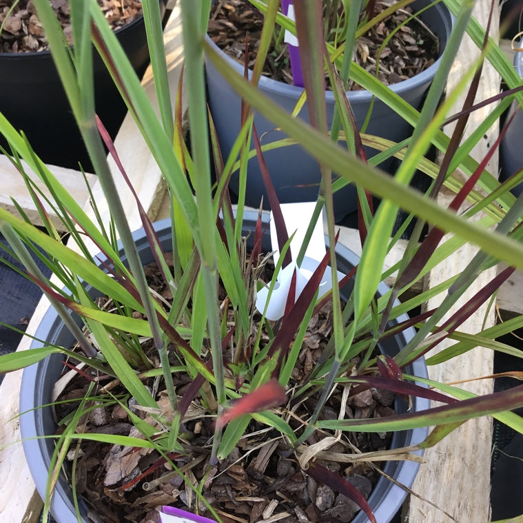 Panicum virgatum 'J. S. Blue Darkness' PBR        (Switch grass)