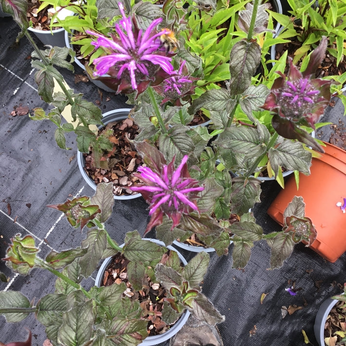 Monarda 'Blue moon' 'Sugar Buzz Series Pollinator plant