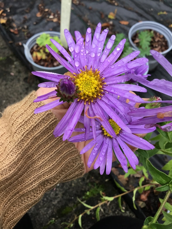 Aster x frikartii 'Monch' AGM or (Symphyotrichum) Attractive to wildlife