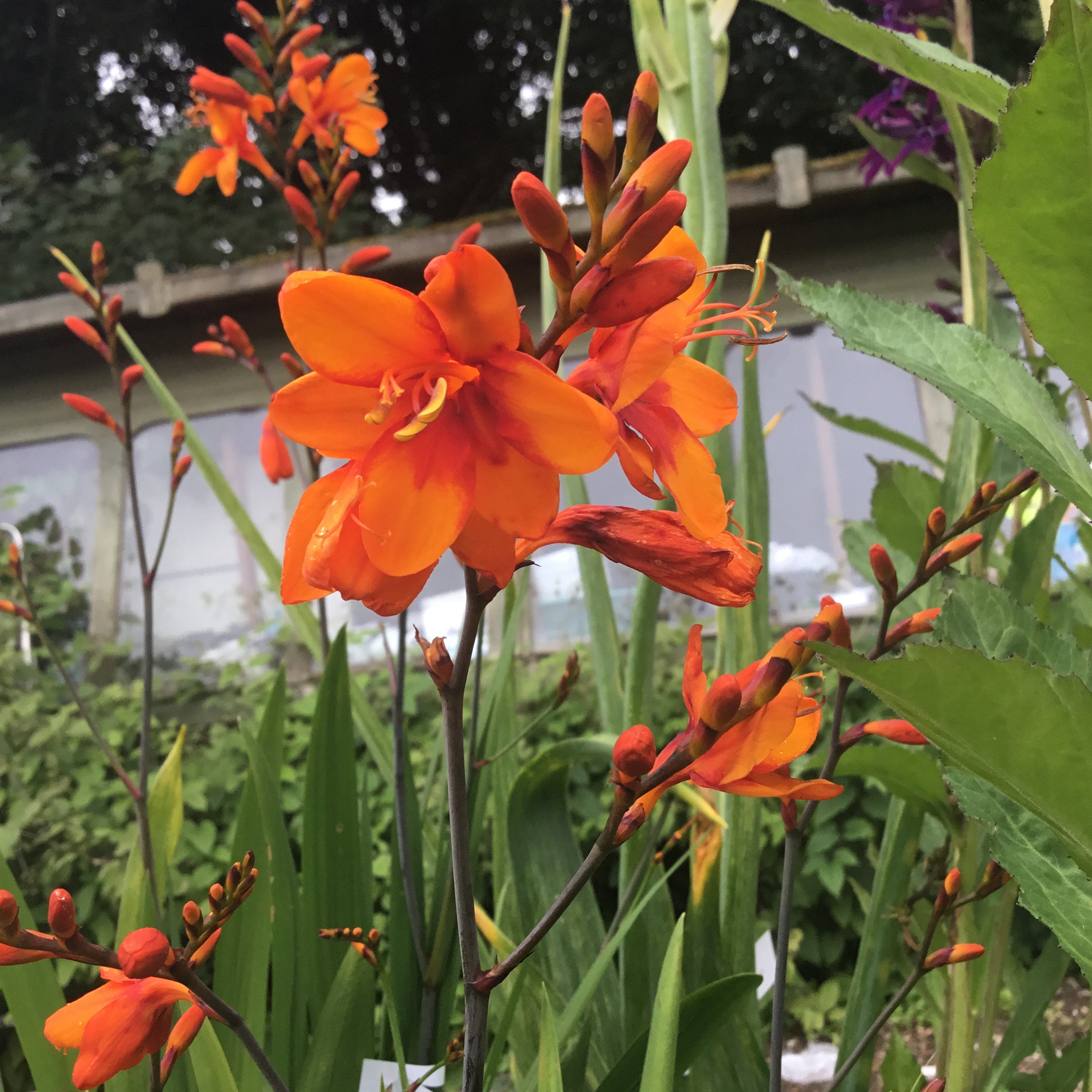 Crocosmia 'Walbertons Bright Eyes'