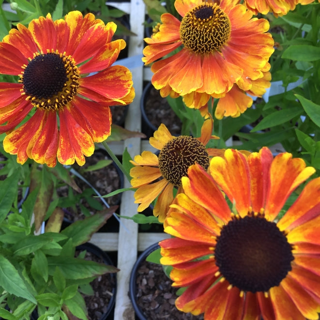 Helenium 'Sahin's Early Flowerer' AGM