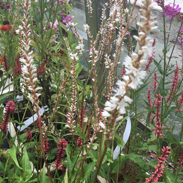 Persicaria amplexicaulis 'White Eastfield'