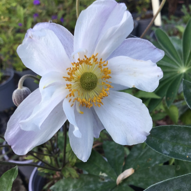 Anemone 'Ruffled Swan'