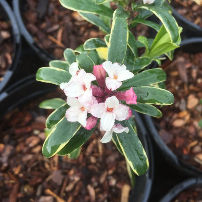 Daphne transatlantica 'Summer Ice'