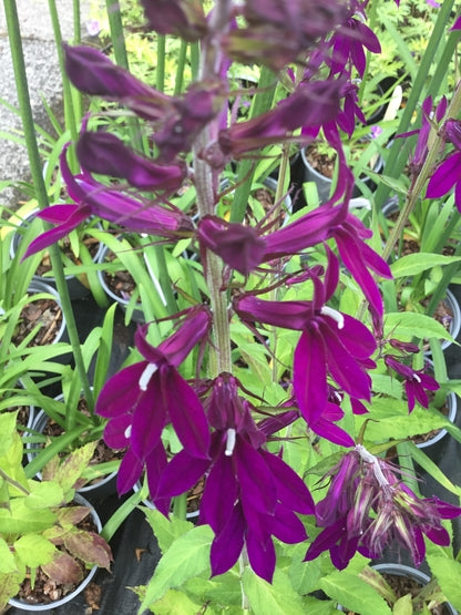 Lobelia x speciosa 'Hadspen Purple' (PBR) Slug resistant