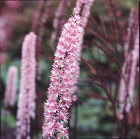 Actaea simplex 'Pink Spike'