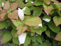 Actinidia kolomikta AGM