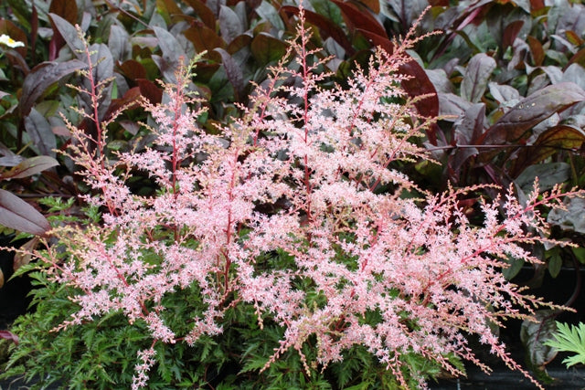 Astilbe simplicifolia 'Willie Buchanan'