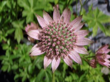 Astrantia major 'Florence' PBR Pollinator plant Deer resistant