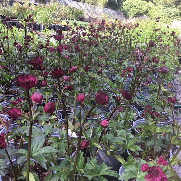 Astrantia 'Gill Richardson'