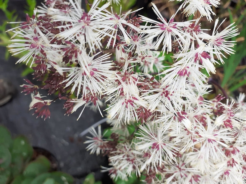Thalictrum 'Nimbus White'