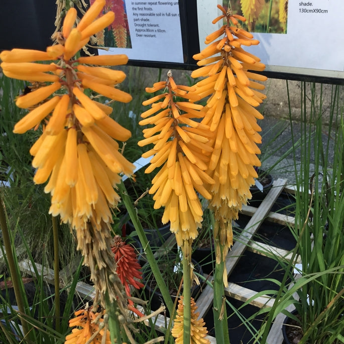 Kniphofia 'Echo Mango'