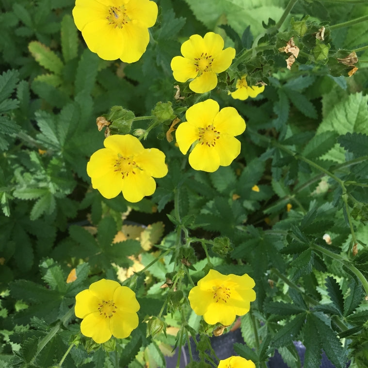 Potentilla recta Pollinator plant