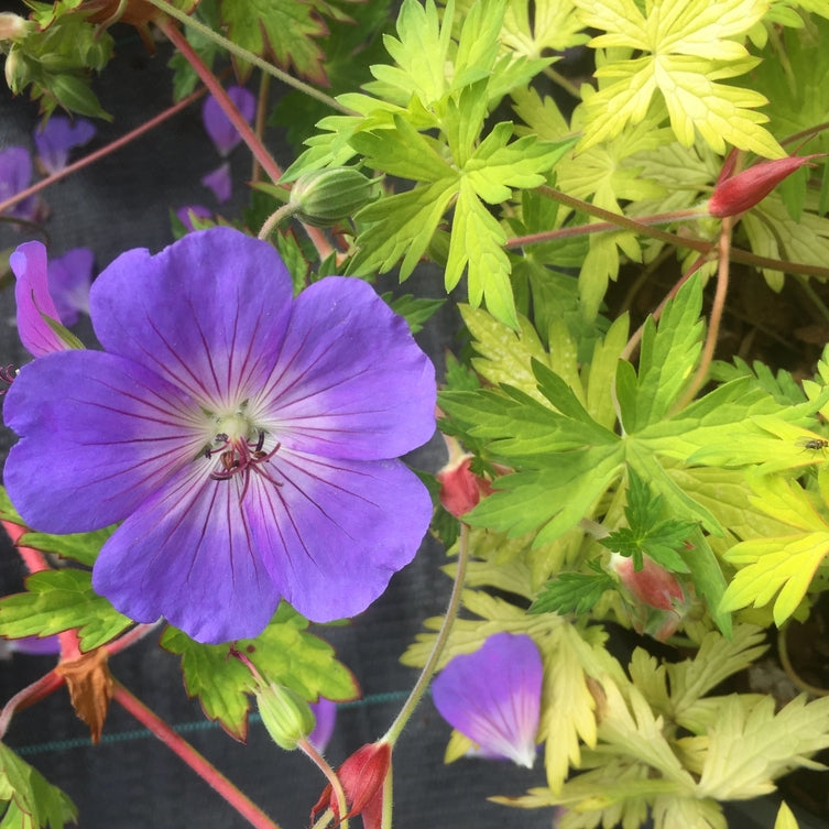 Geranium 'Blue Sunrise' or 'Blogold' (PBR) AGM