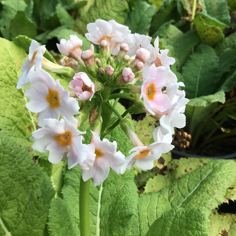 Primula 'Appleblossom'