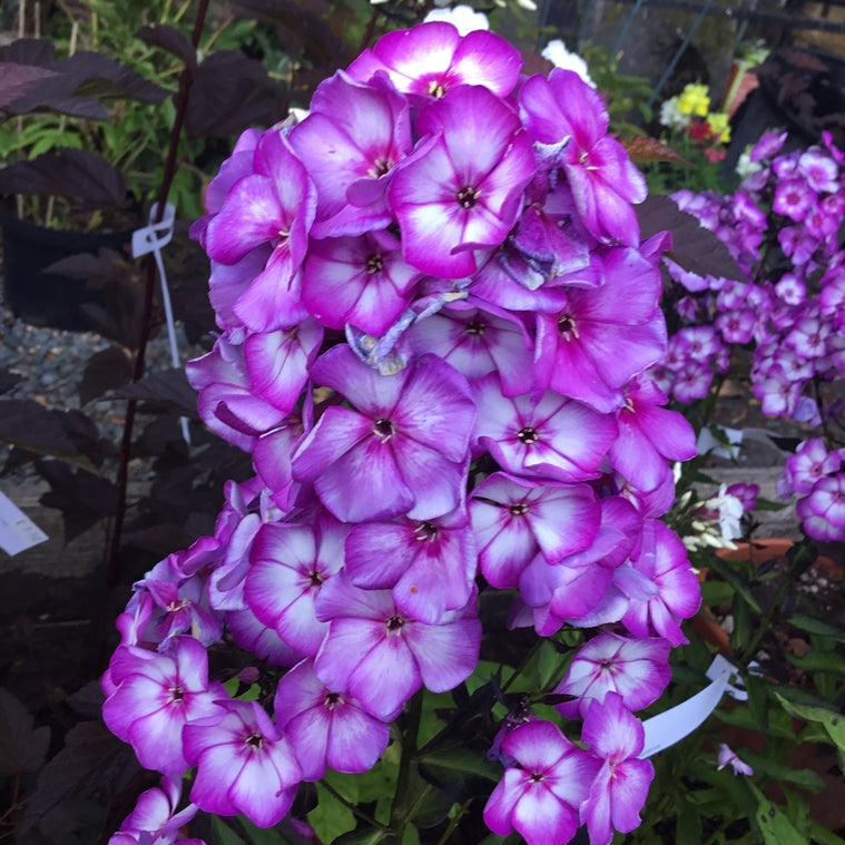 Phlox paniculata 'Sweet Summer Fantasy'