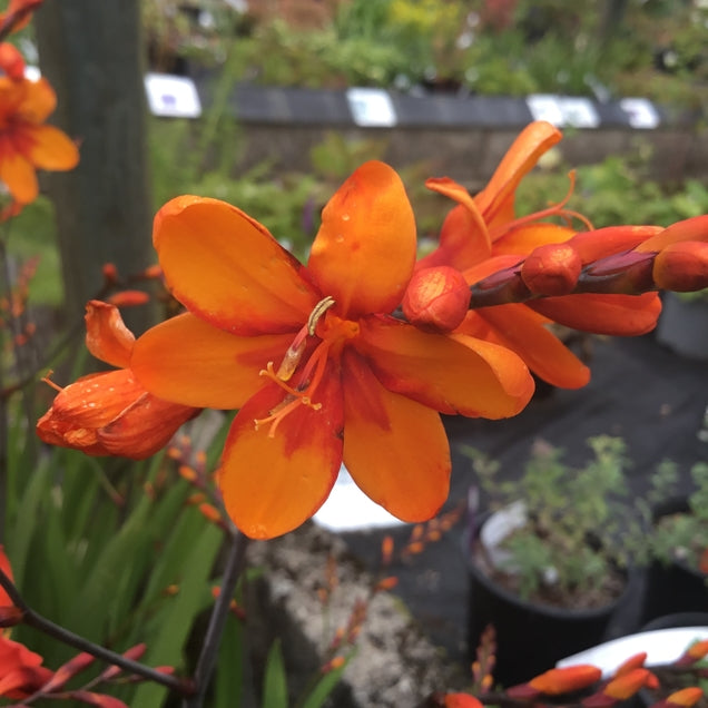 Crocosmia 'Walbertons Bright Eyes'