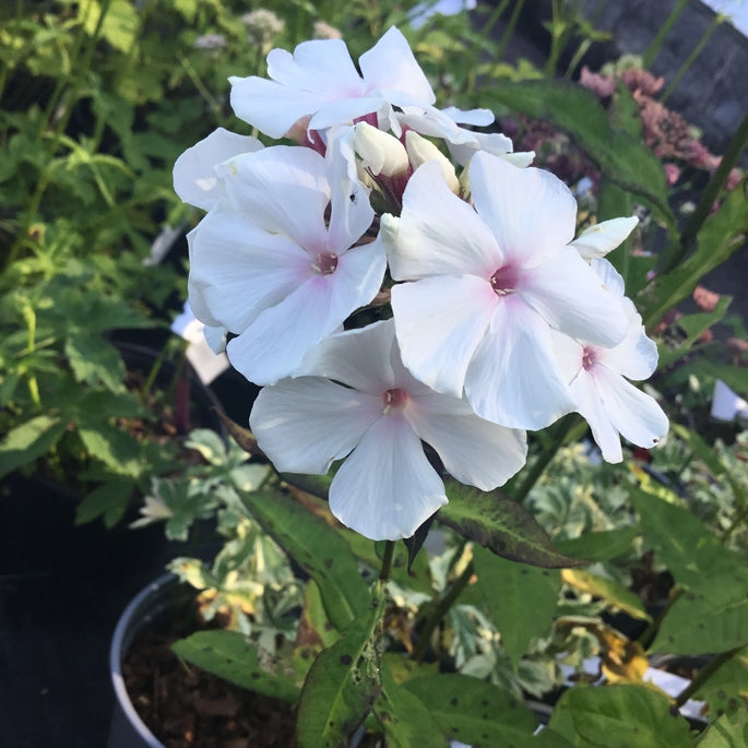 Phlox paniculata 'Popeye'