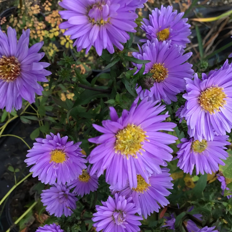 Aster 'Cassandra'