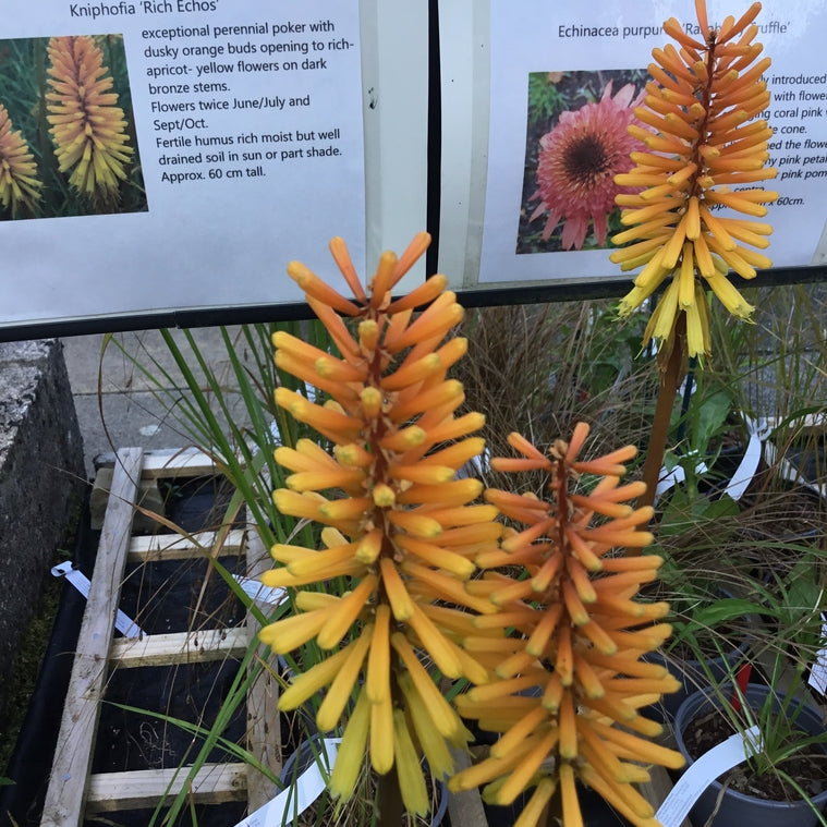 Kniphofia ‘Rich Echos’