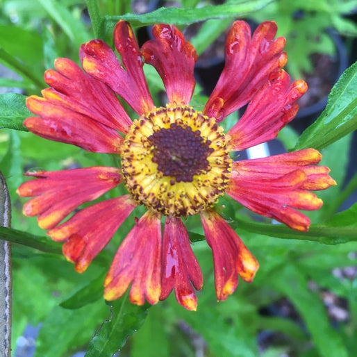 Helenium 'Red Jewel'