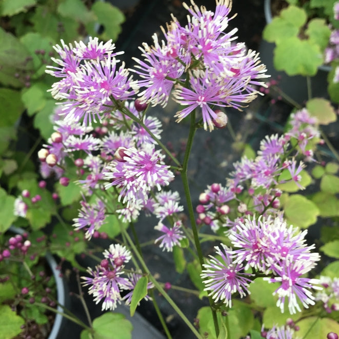 Thalictrum actaeifolium 'Perfume Star'