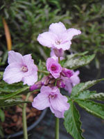 Cardamine quinquefolia
