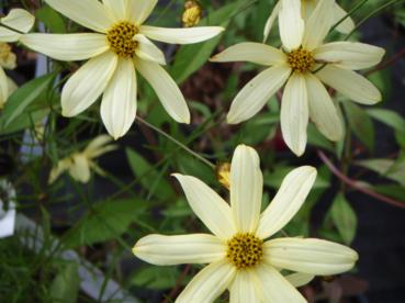 Coreopsis verticillata 'Moonbeam' AGM Bee friendly