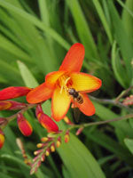 Crocosmia 'Ellenbank Firecrest'