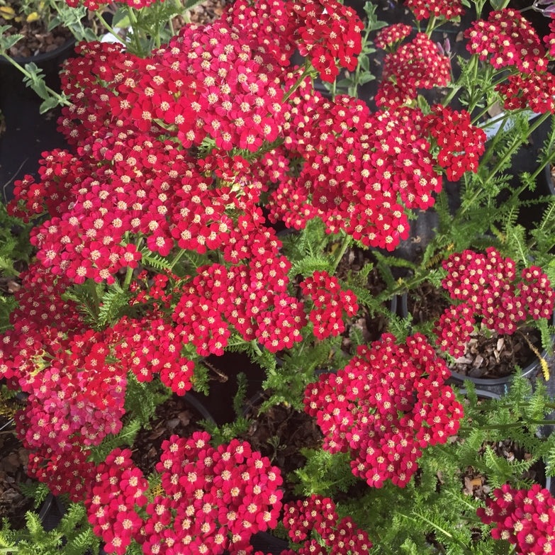 Achillea 'Petra'