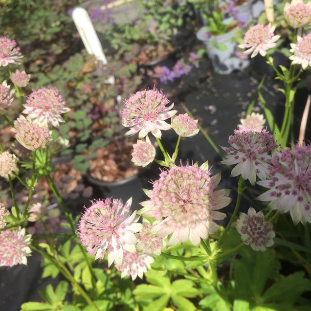 Astrantia 'Buckland' Bee friendly