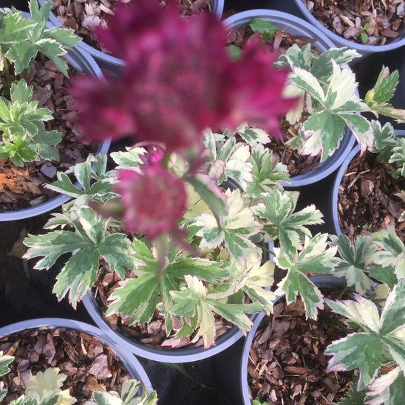 Astrantia major 'Star of Magic'