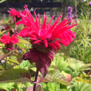 Monarda 'Bee Happy' Pollinator plant