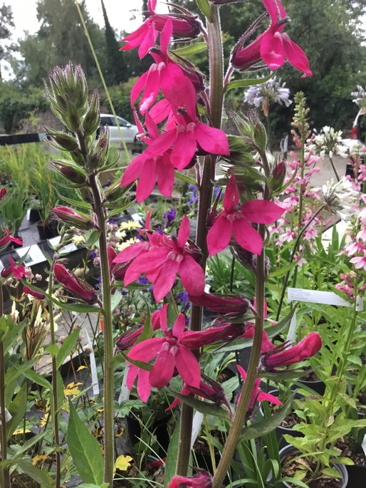 Lobelia speciosa 'Pink Elephant' Pollinator plant