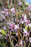 Daphne bholua 'Jacqueline Postill' AGM