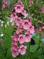 Diascia personata 'Hopleys'