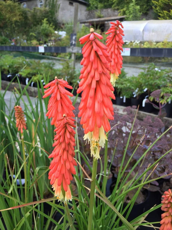 Kniphofia 'Amazing Fun'