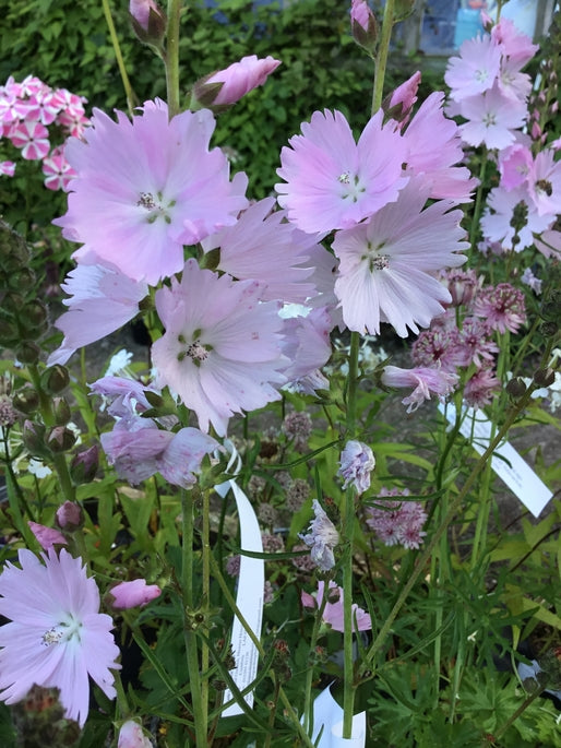 Sidalcea 'Elsie Heugh' AGM